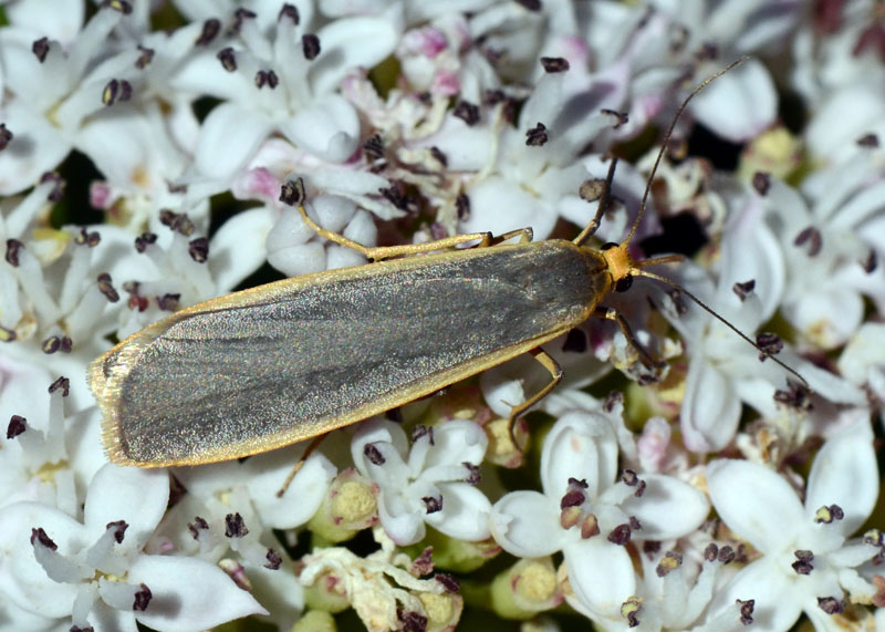 Arctiidae Eilema sp